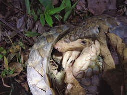 Image of Chinese Pangolin