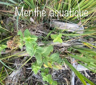 Image of Water Mint