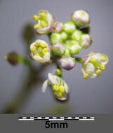 Sivun Lepidium graminifolium L. kuva