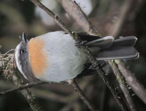 Image of Rufous-breasted Chat-Tyrant