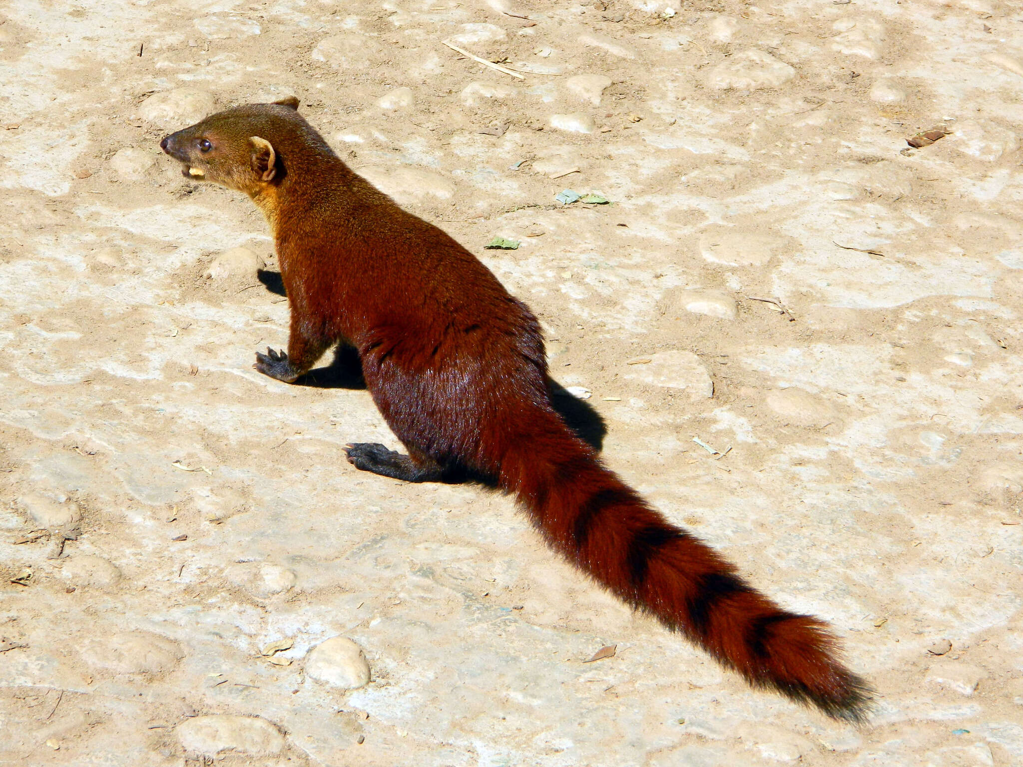 Image of Malagasy carnivores