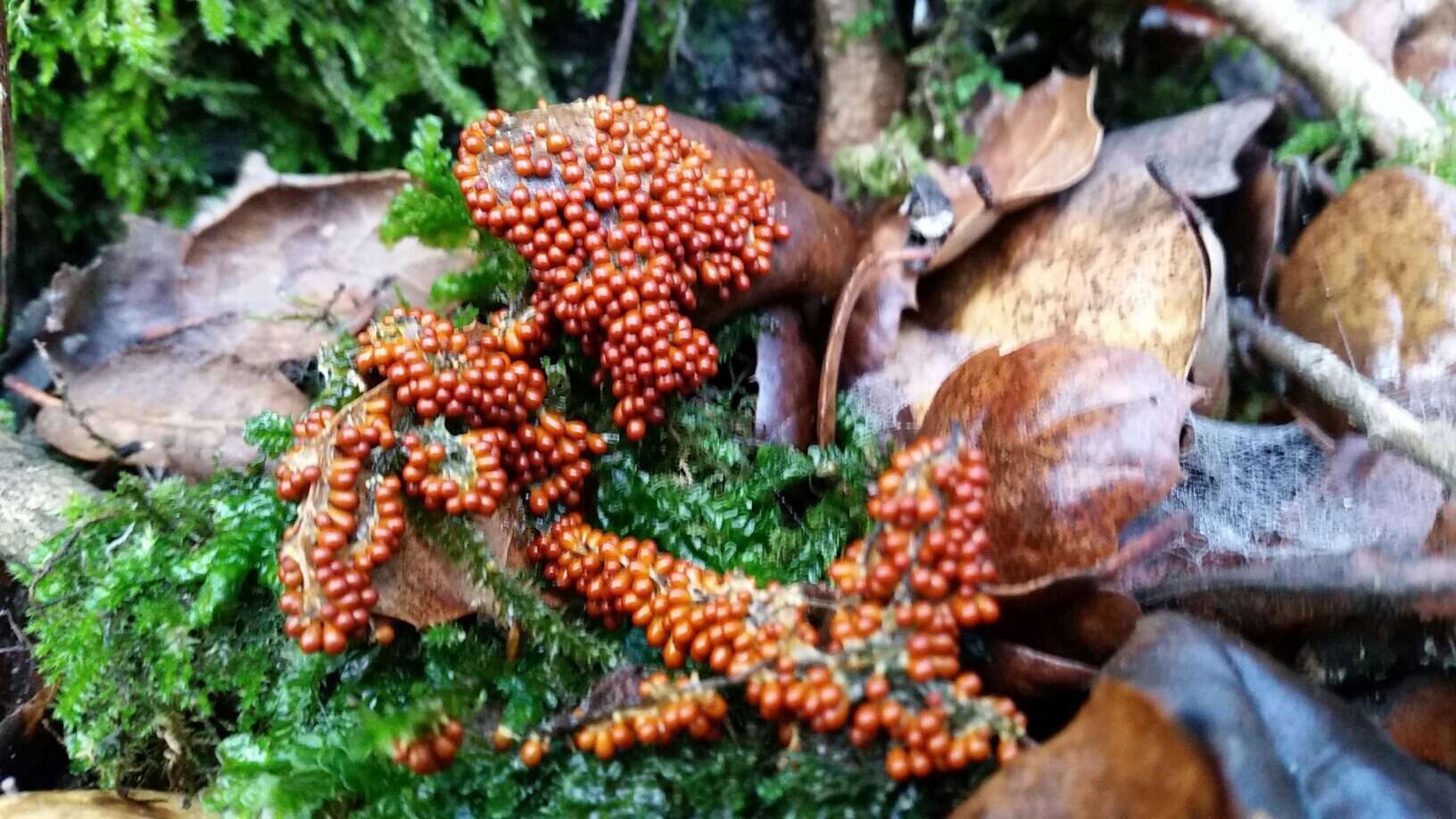 Image of Egg-shell Slime Mould