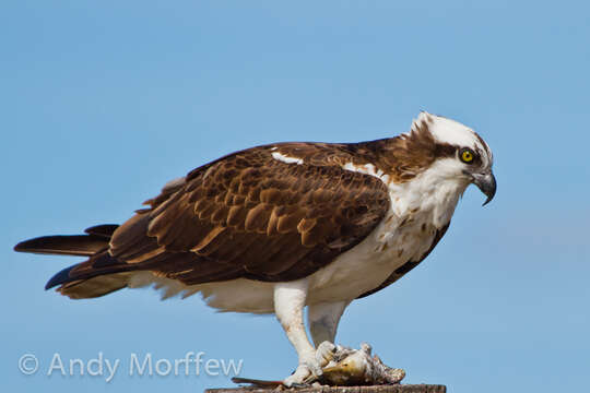 Image of ospreys