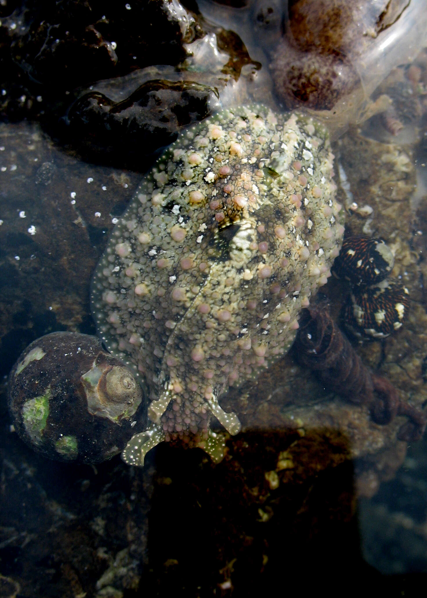 Image of Dolabrifera nicaraguana Pilsbry 1896