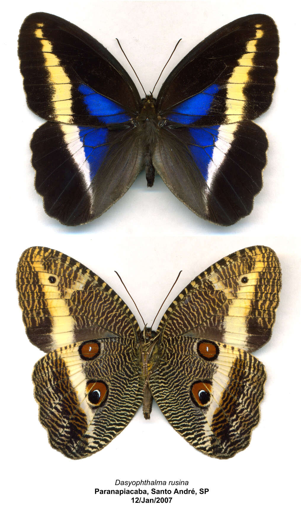 Sivun Dasyophthalma rusina Latreille & Godart 1824 kuva