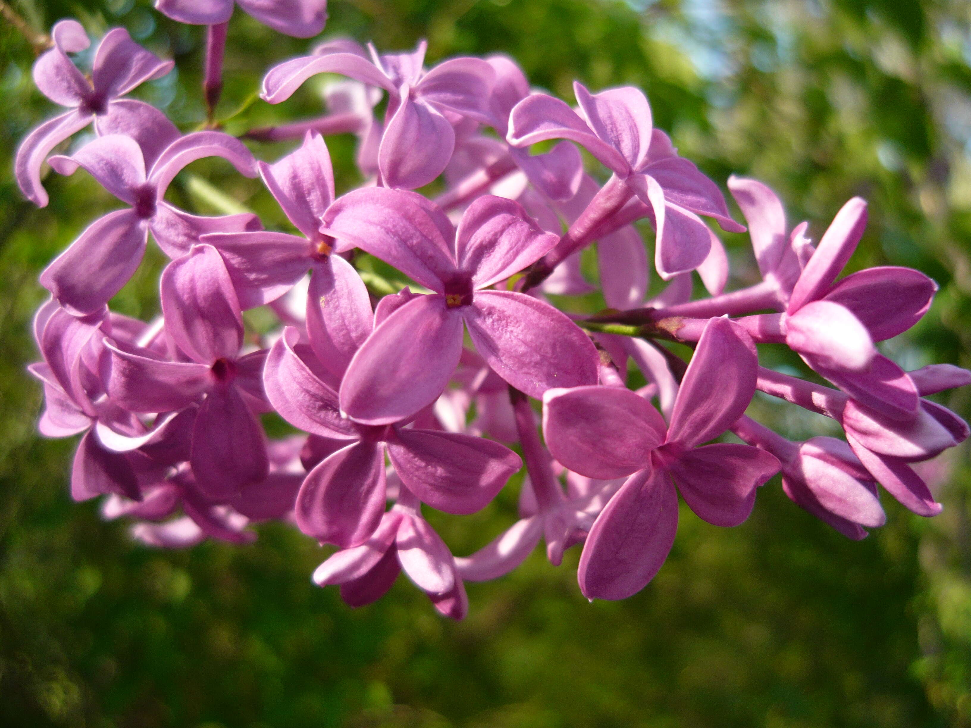 Image de Syringa chinensis Willd.