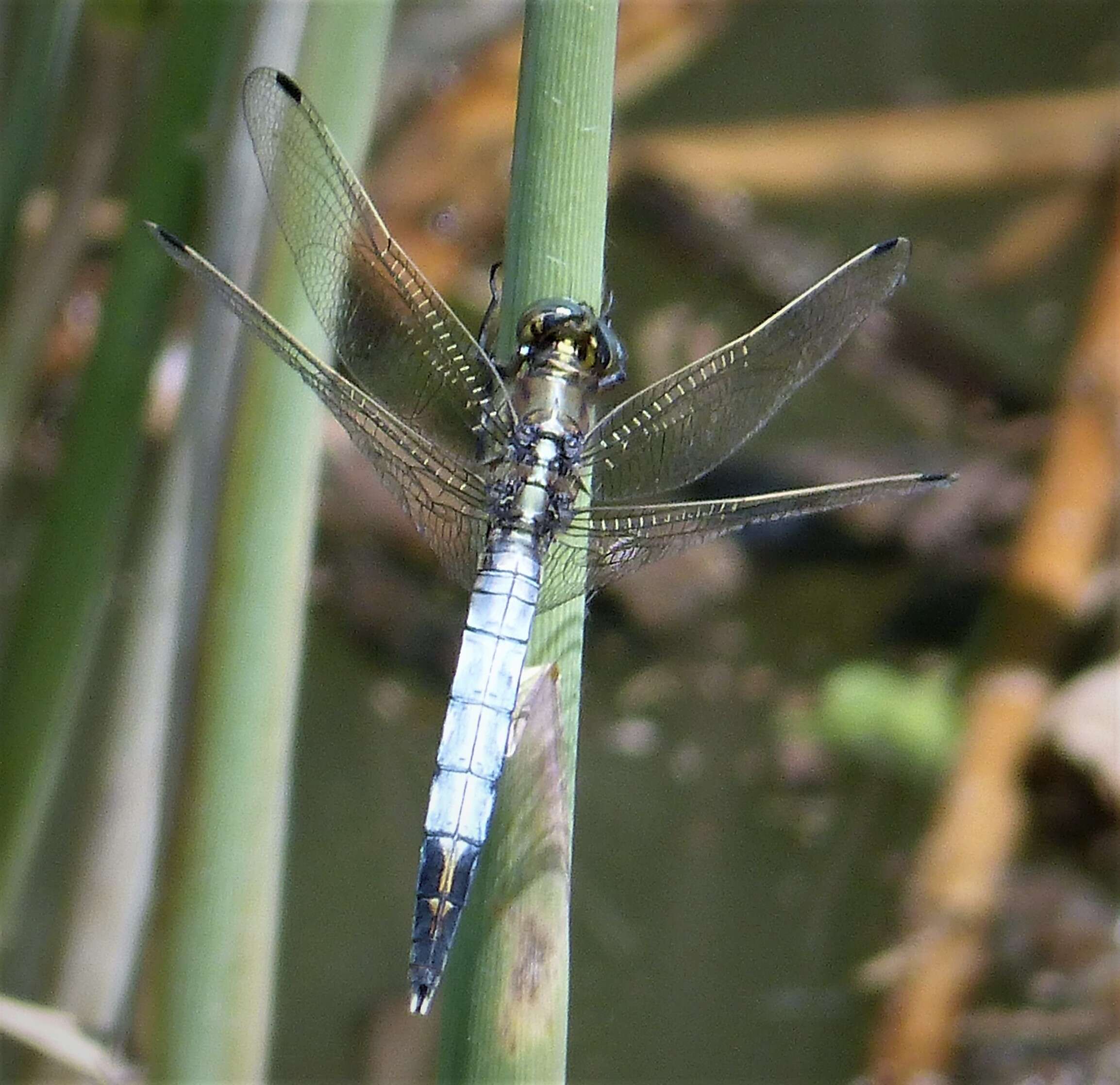 Sivun Orthetrum albistylum (Selys 1848) kuva