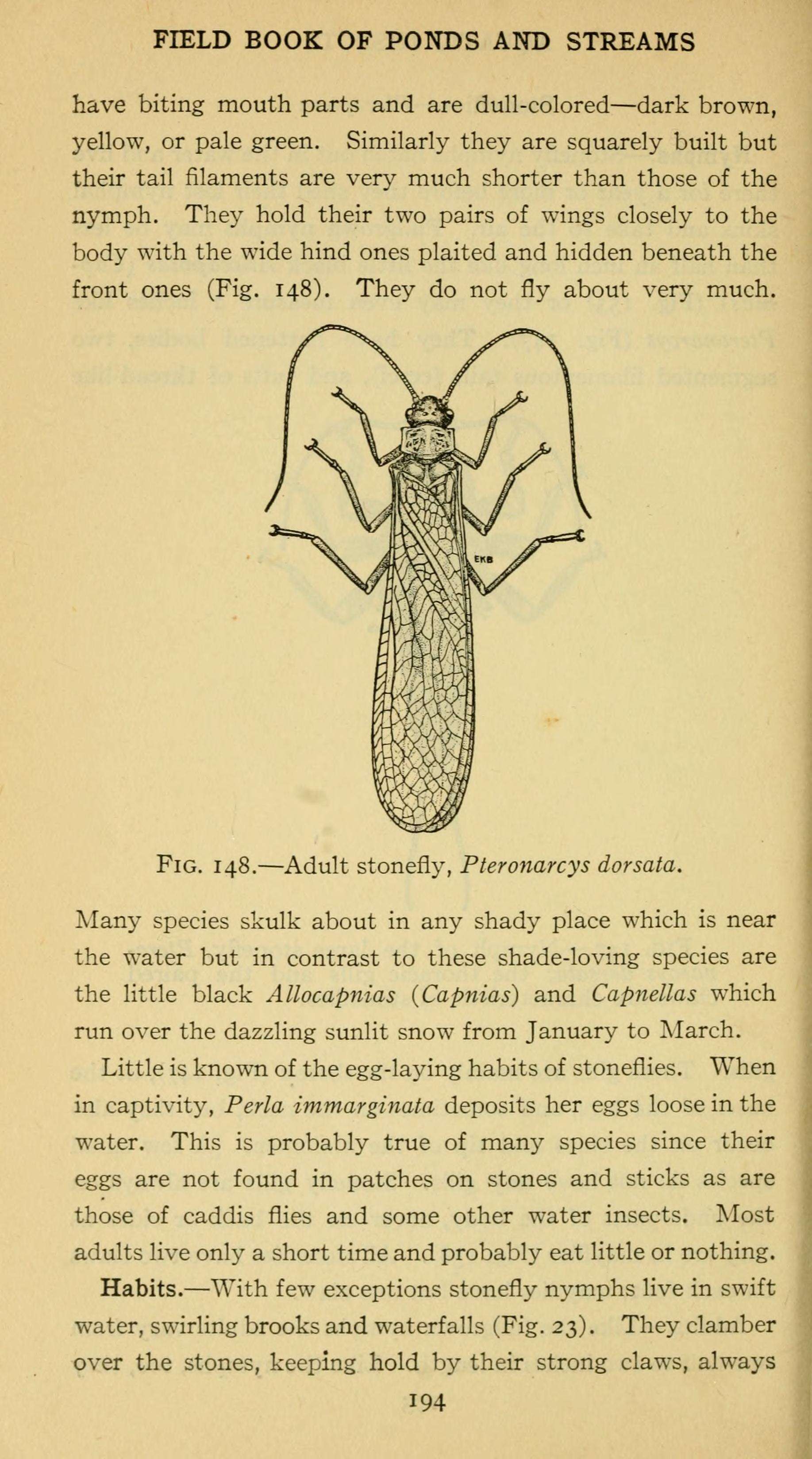 Image of American Salmonfly