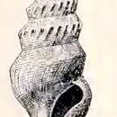 Image of Leucosyrinx exulans (Dall 1890)