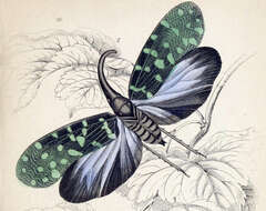Image of Pyrops maculatus (Olivier 1791)