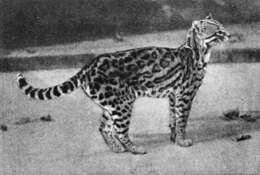 Image of Ocelot