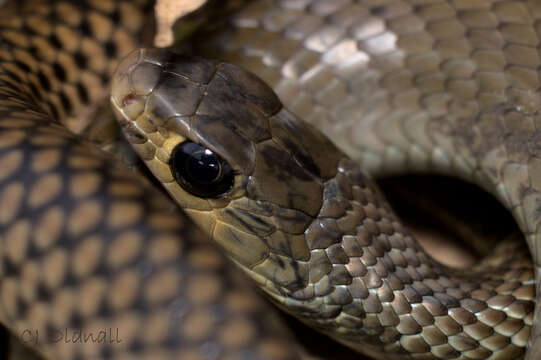 Image of Chinese Ratsnake