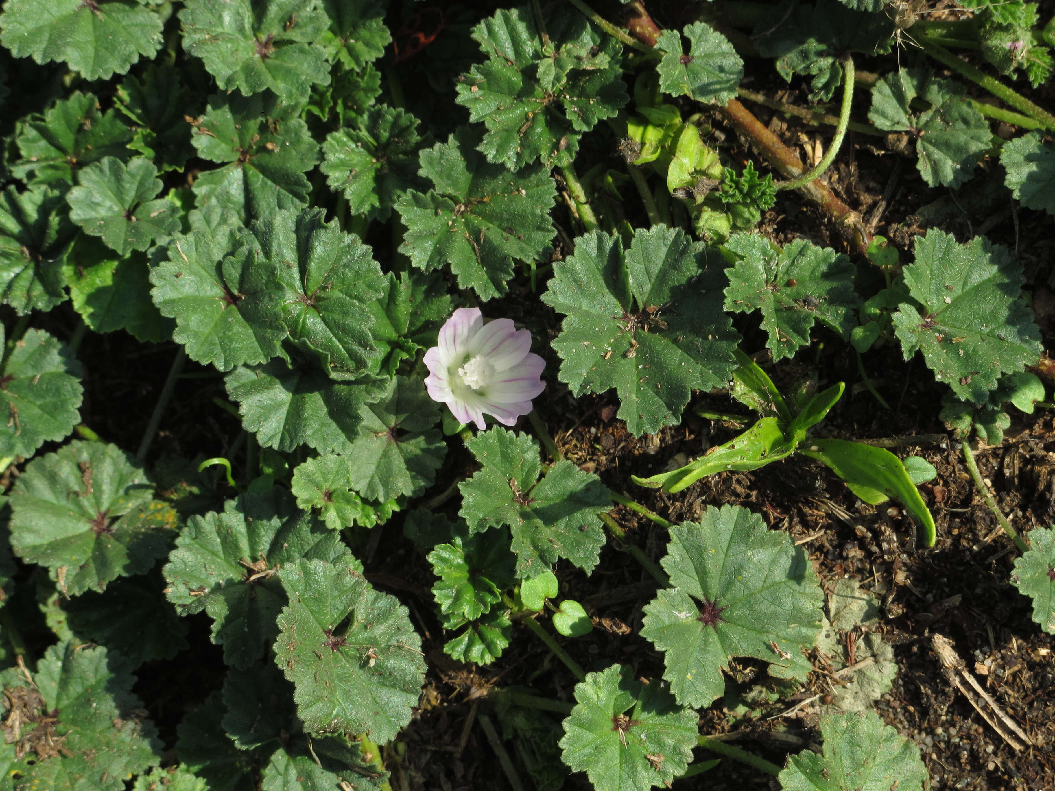 Image of common mallow