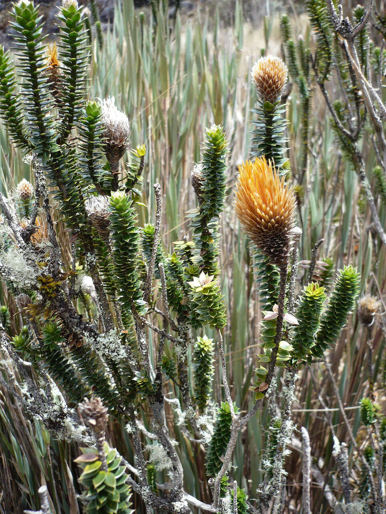 Image of flower of the Andes