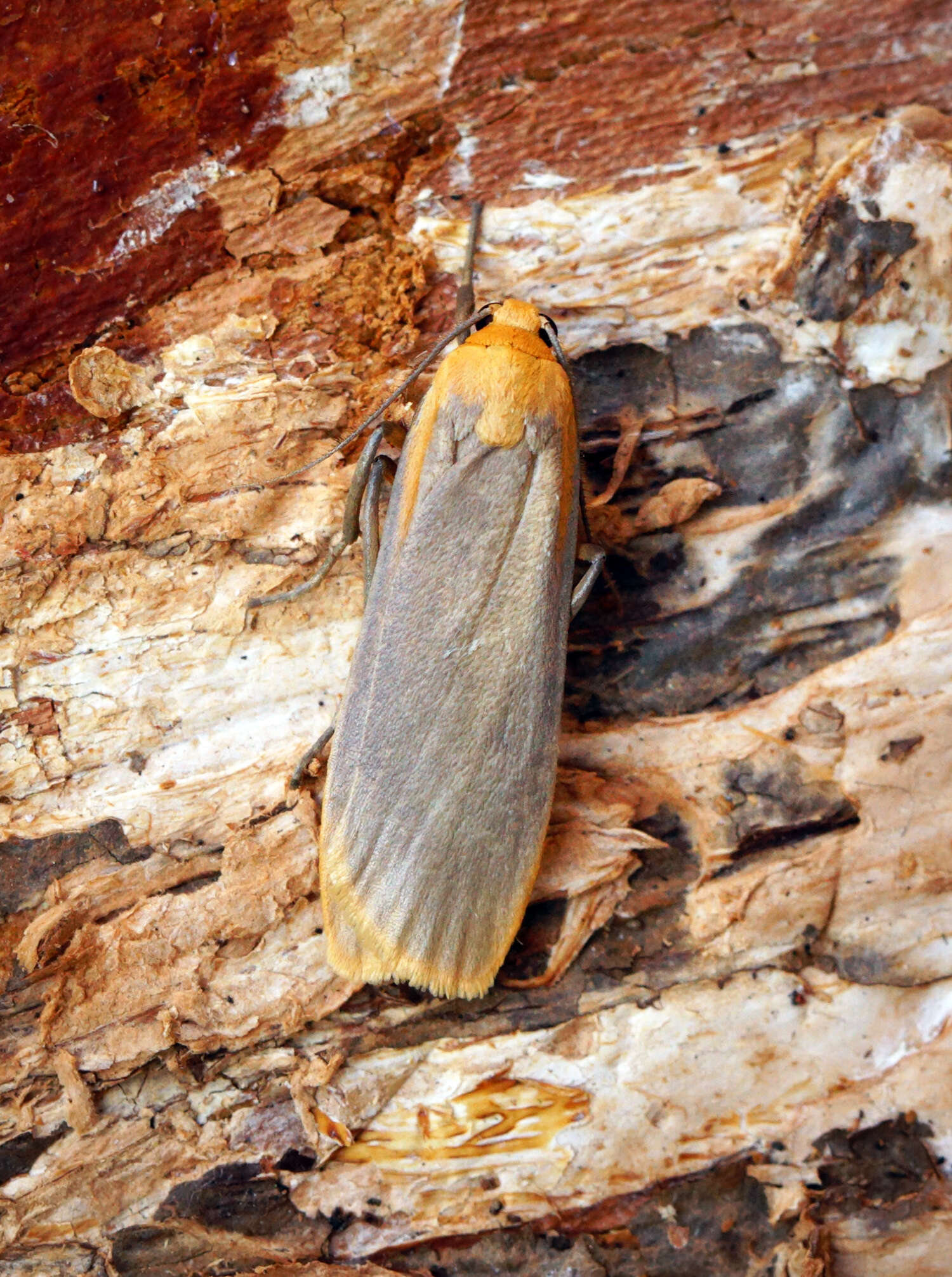 Image of buff footman