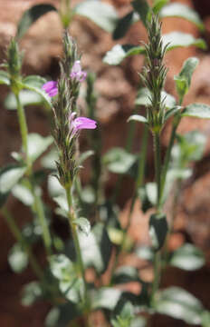 Image of Justicia adscendens R. Br.