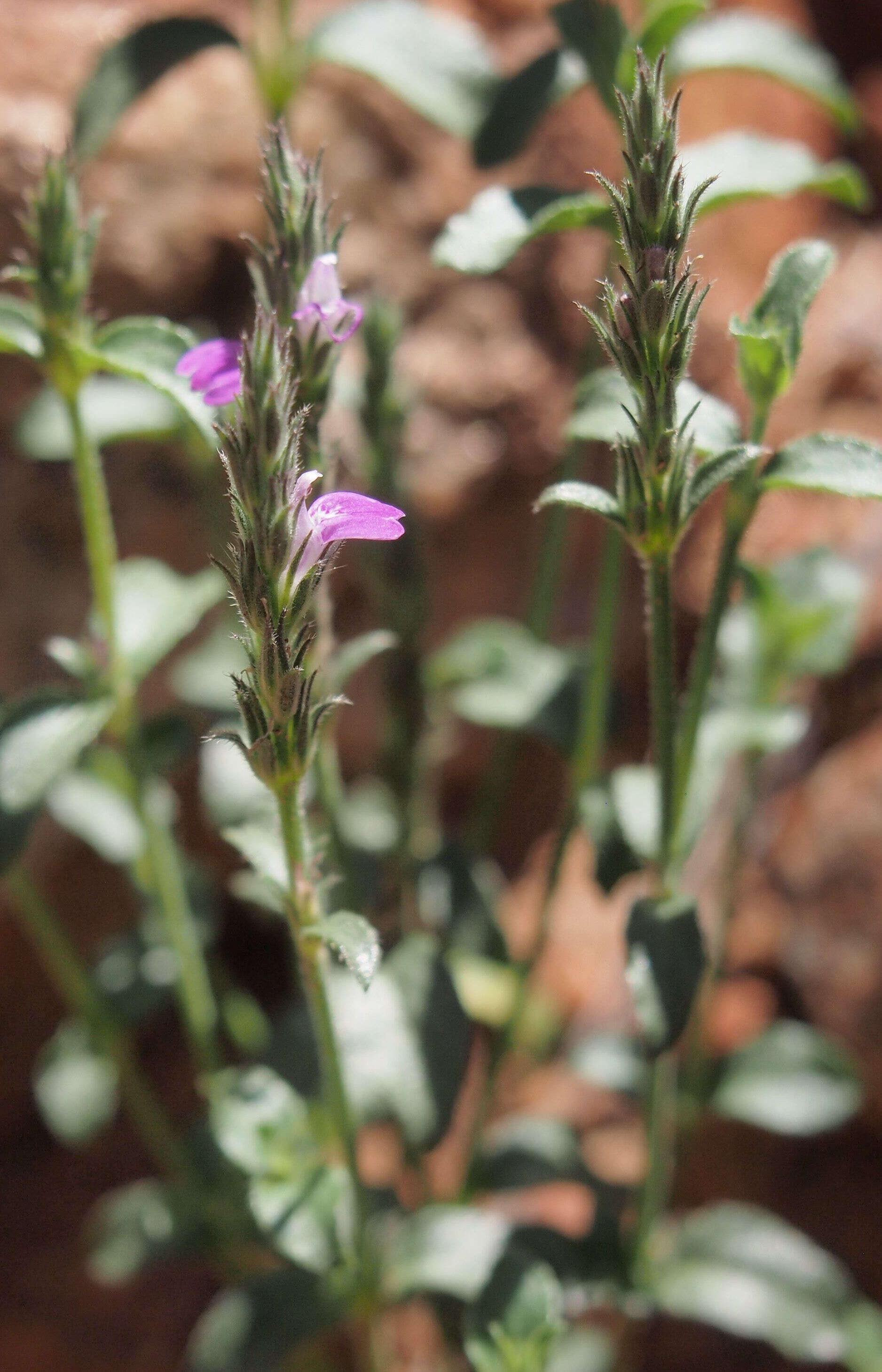 Image of Justicia adscendens subsp. adscendens