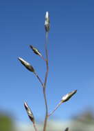 Image of Australian lovegrass