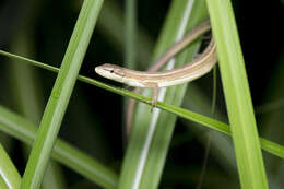 Image of Takydromus stejnegeri Van Denburgh 1912