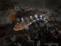 Image of Barred Blenny