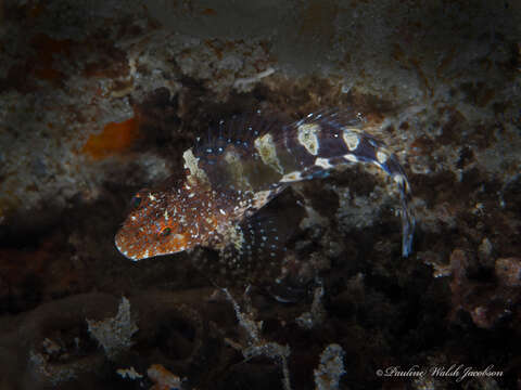 Image of Barred Blenny