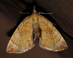 Image of Chevron Moth