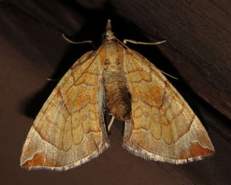 Image of Chevron Moth