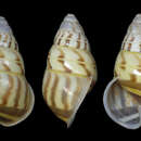 Слика од <i>Amphidromus sumatranus</i> Martens 1864