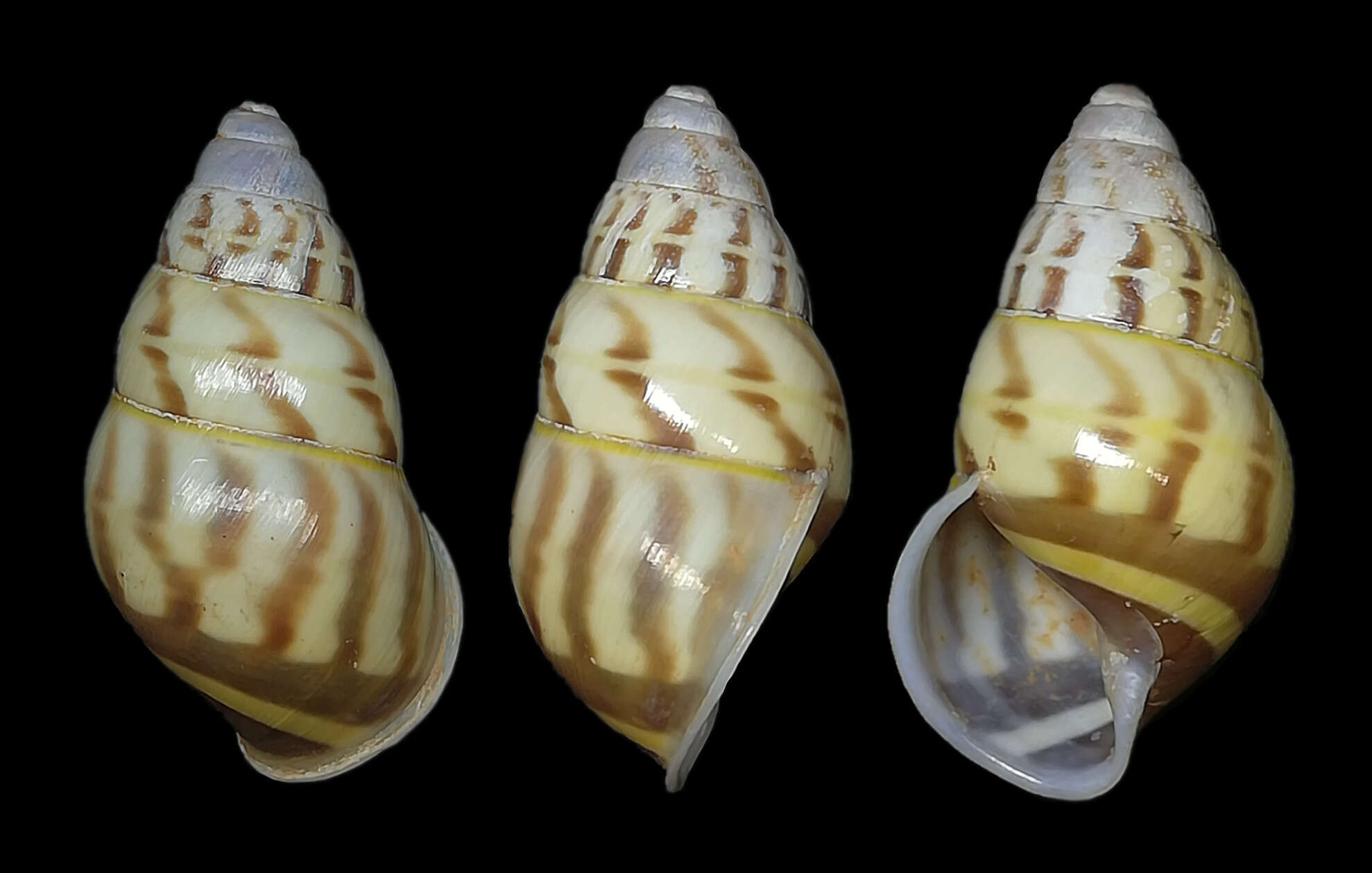 Image of <i>Amphidromus sumatranus</i> Martens 1864