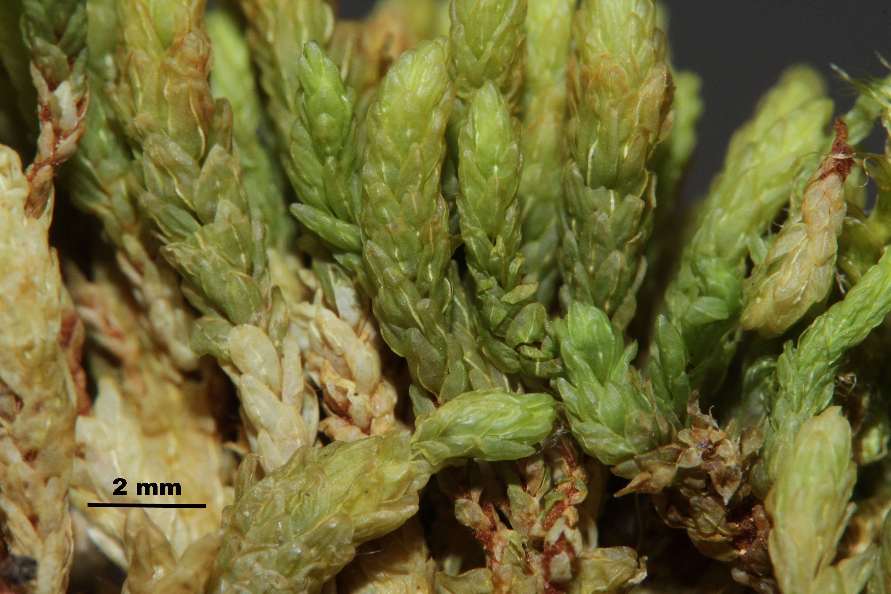 Image of turgid aulacomnium moss