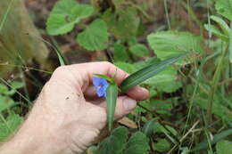 Commelina lanceolata R. Br.的圖片