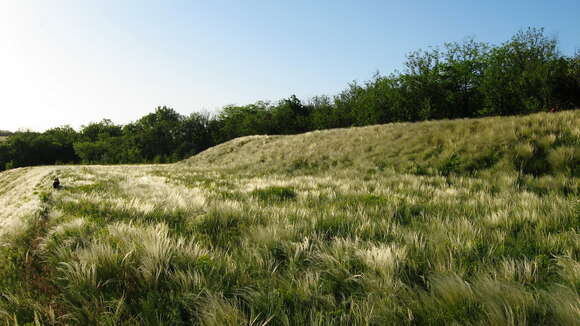 Image of Needle Grass