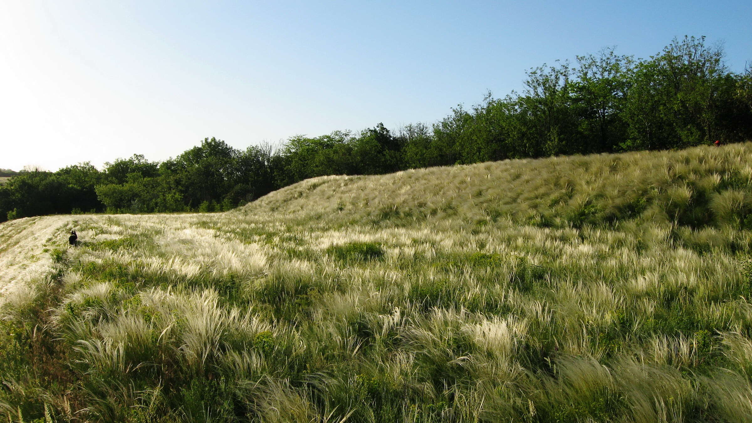 Plancia ëd Stipa lessingiana Trin. & Rupr.