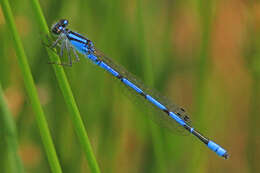 Image of Hagen's Bluet