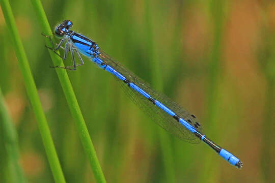 Image of Hagen's Bluet