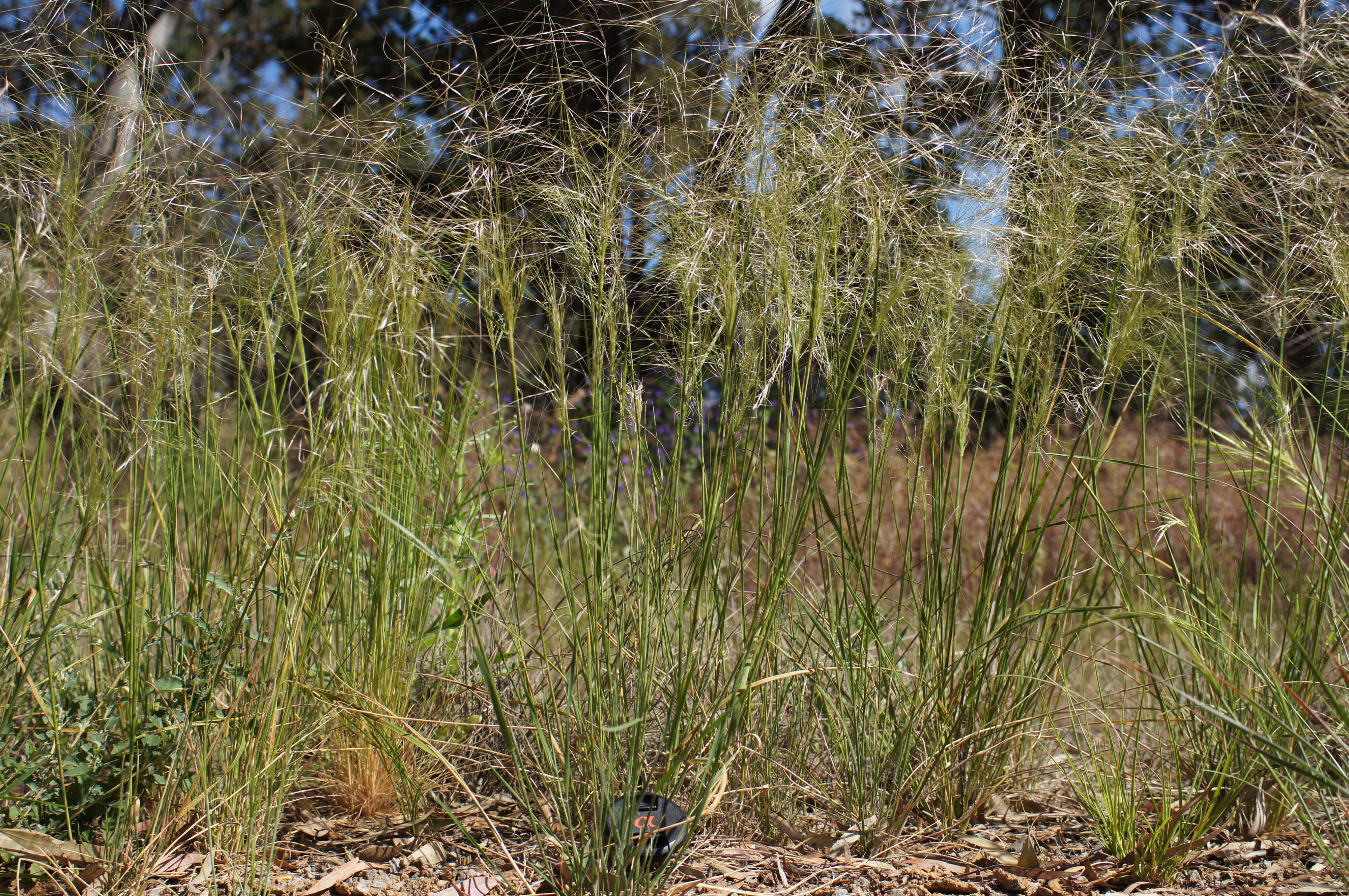 Image of Austrostipa nodosa (S. T. Blake) S. W. L. Jacobs & J. Everett