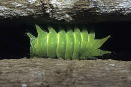 Image of African Luna moth