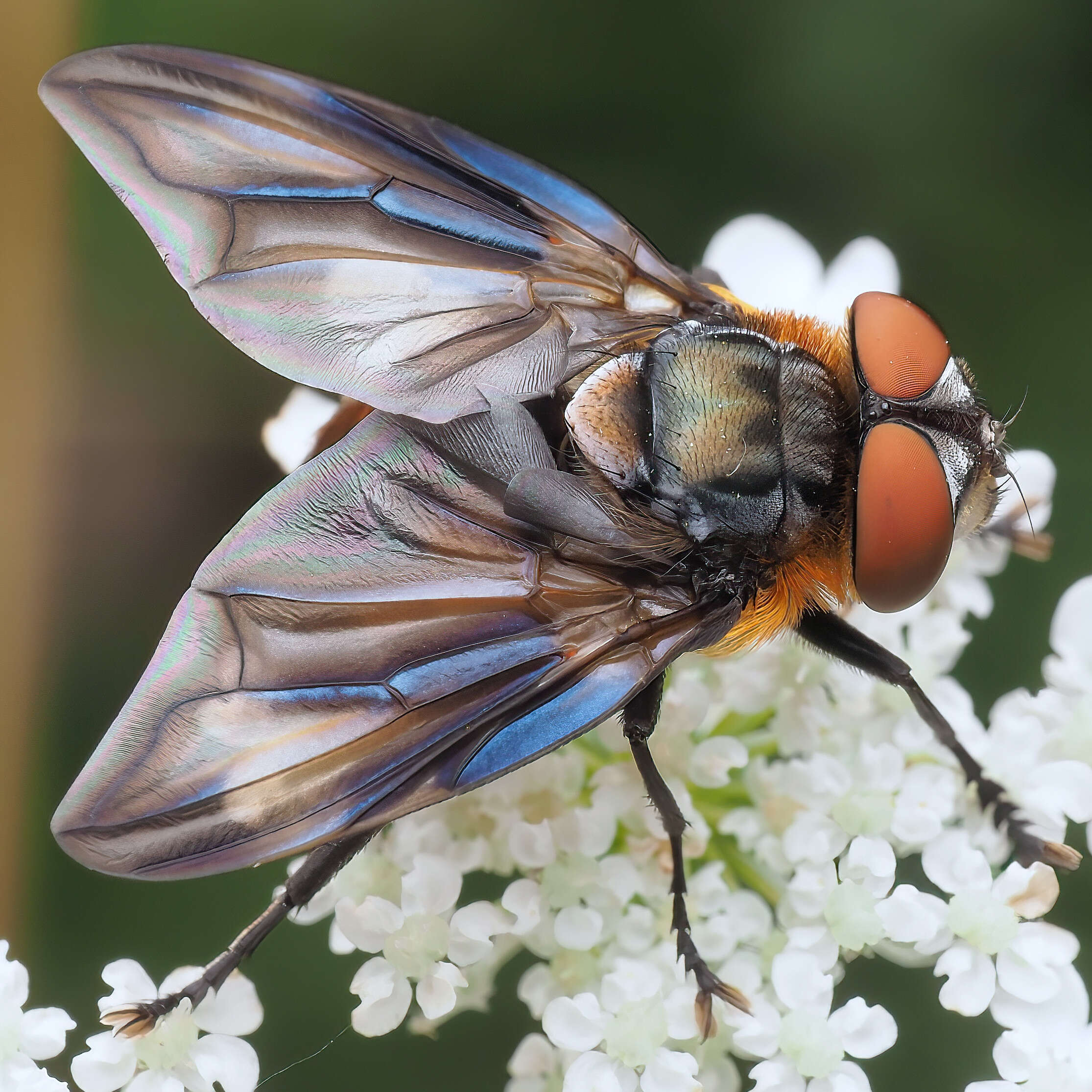 Image of Phasia hemiptera (Fabricius 1794)