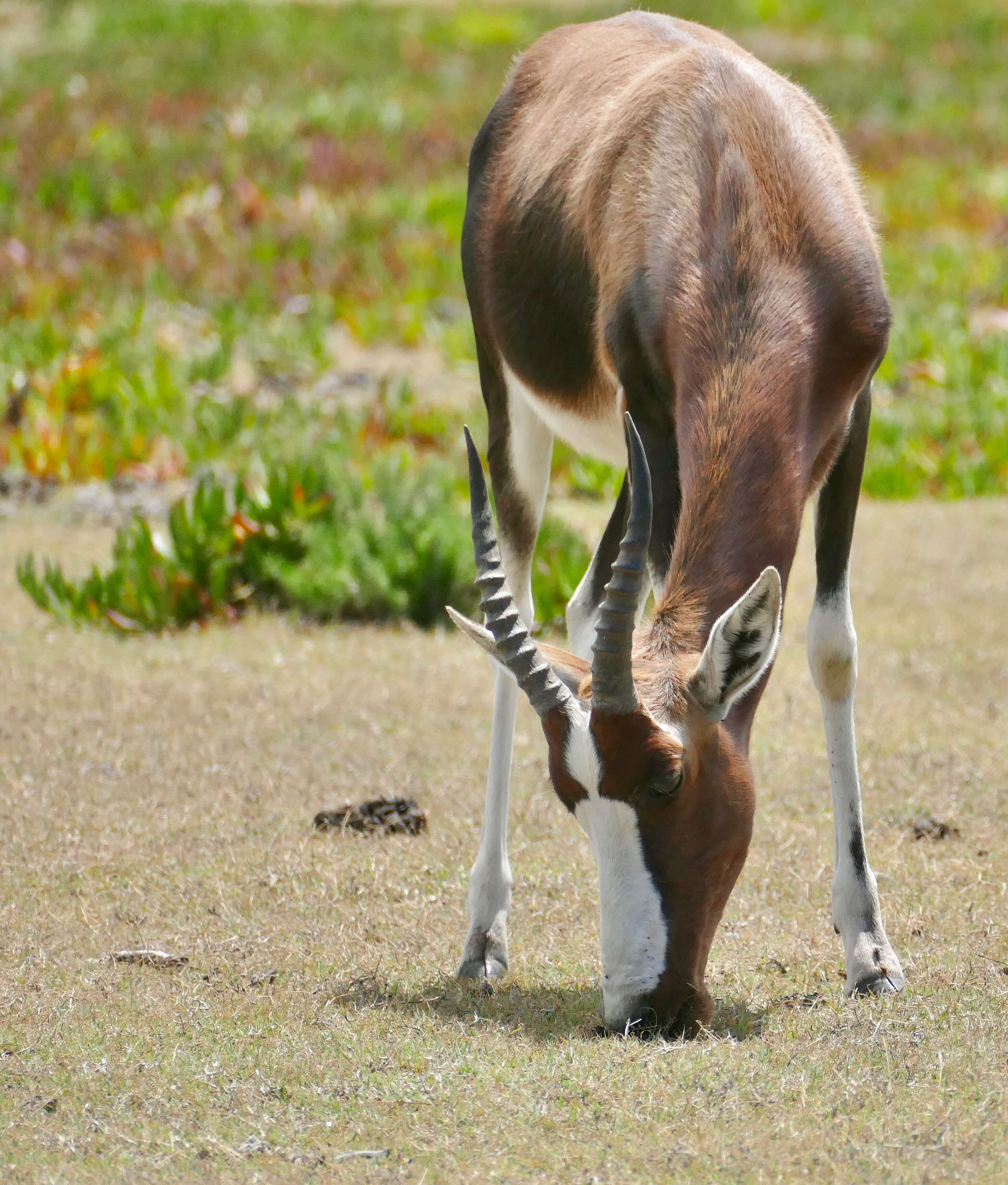 Image de Blesbok