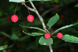 صورة Ilex mucronata (L.) M. Powell, V. Savolainen & S. Andrews