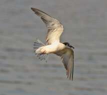 Image of Whiskered Tern