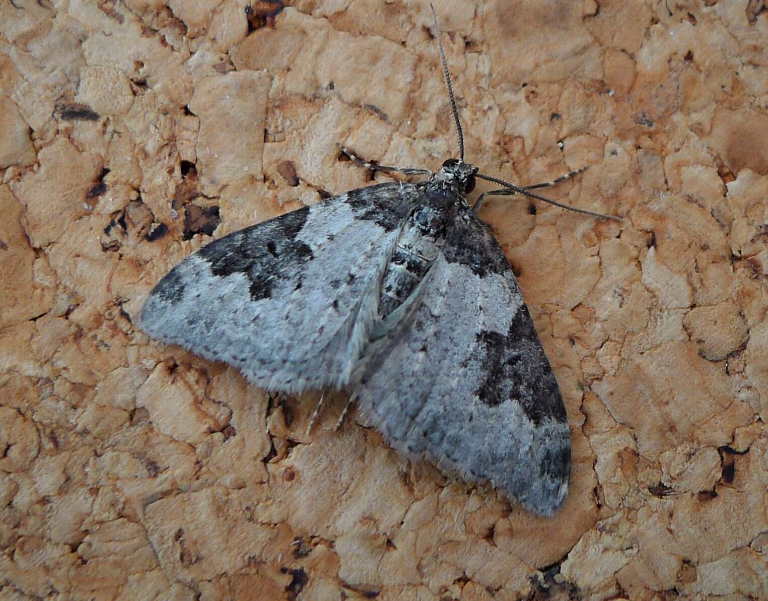 Image of green carpet