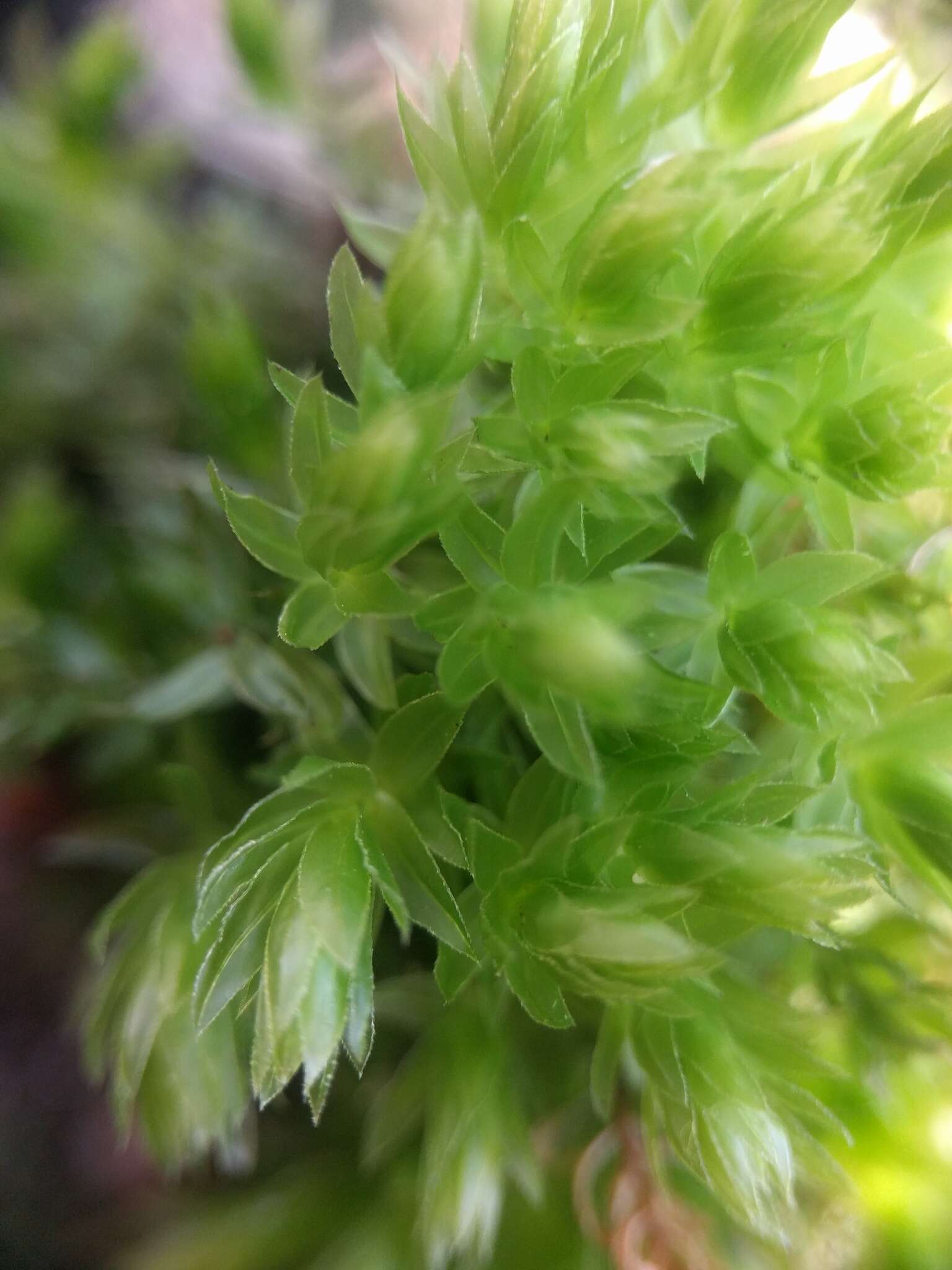 Image of horn calcareous moss