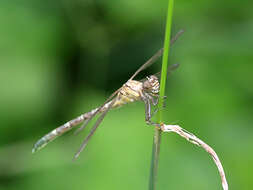 Image of Hemigomphus comitatus (Tillyard 1909)