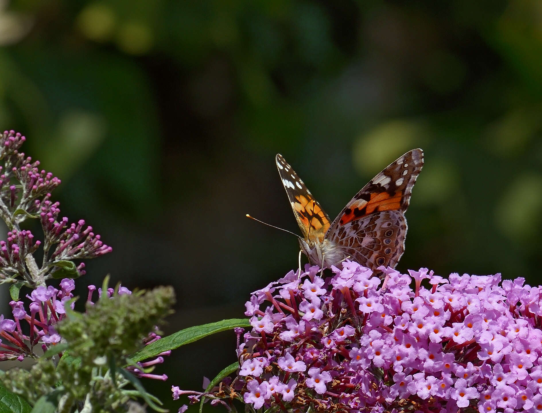 Image of Vanessa cardui