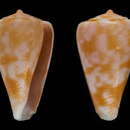 Image of Conus galeyi Monnier, Tenorio, Bouchet & Puillandre 2018
