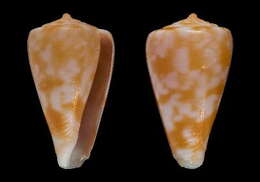 Image of Conus galeyi Monnier, Tenorio, Bouchet & Puillandre 2018