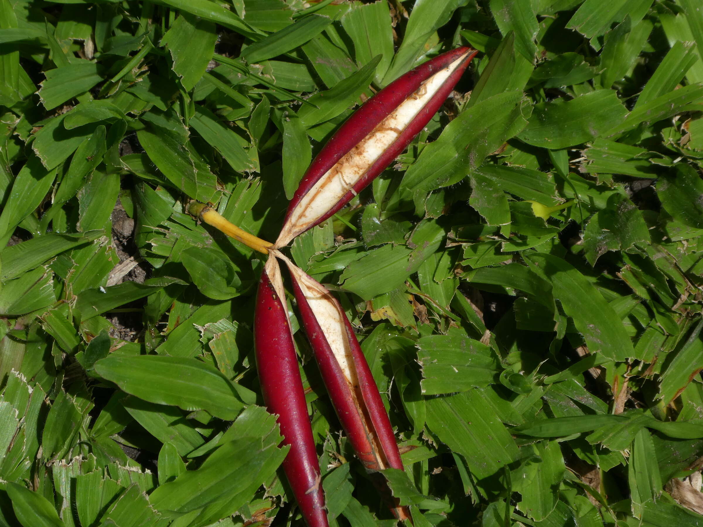 Sivun Adenia heterophylla (Bl.) Koord. kuva