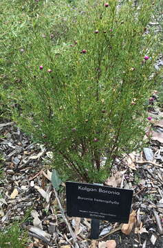 Image of Kalgan Boronia