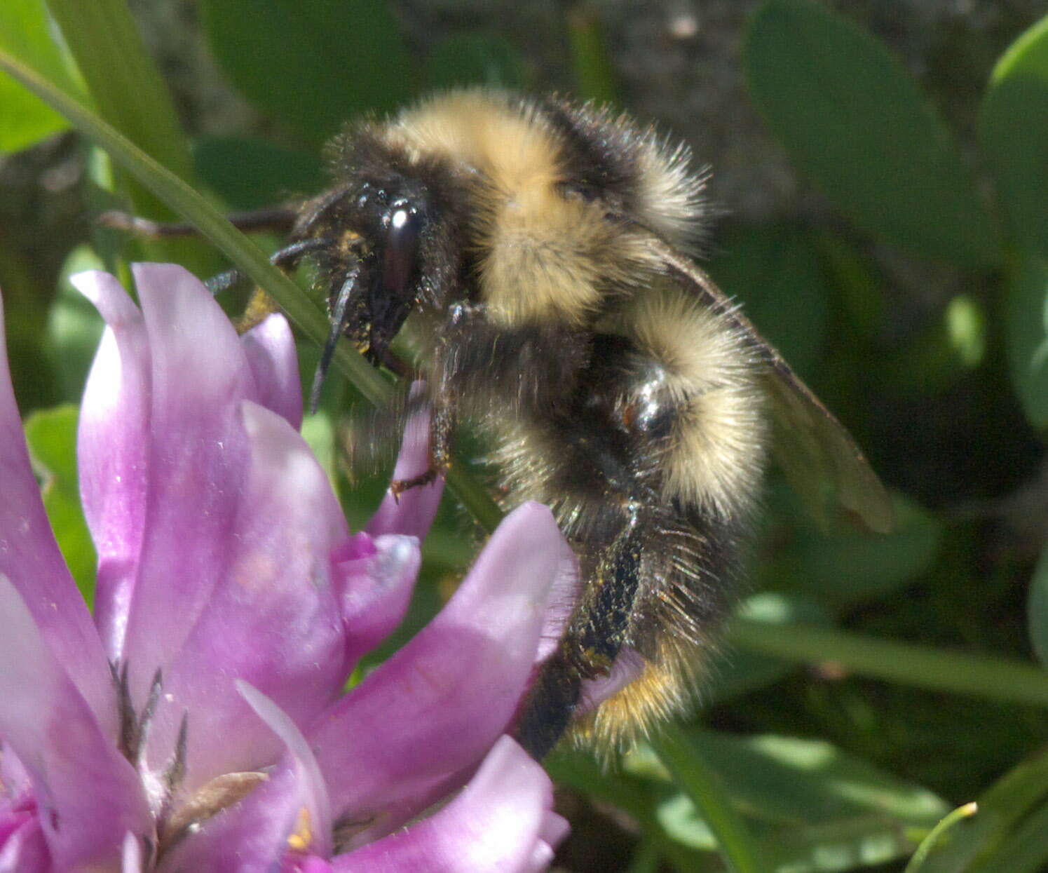 Image of Bombus kirbiellus Curtis 1835